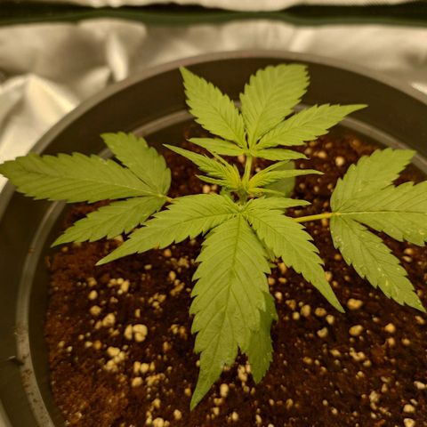 Gorilla Glue Auto growlog timeline photo