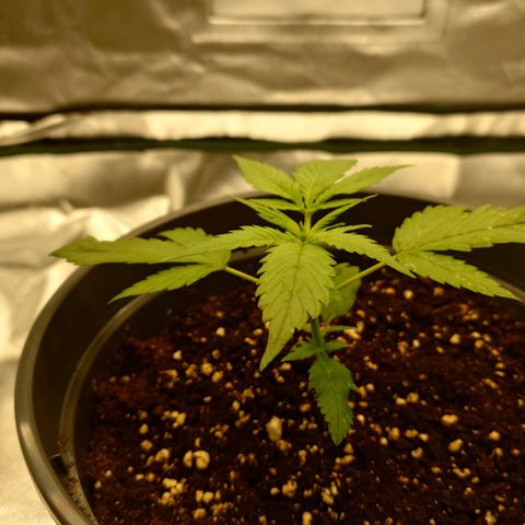 Gorilla Glue Auto growlog timeline photo