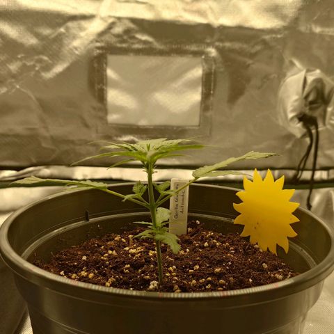 Gorilla Glue Auto growlog timeline photo