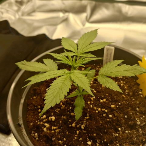 Gorilla Glue Auto growlog timeline photo