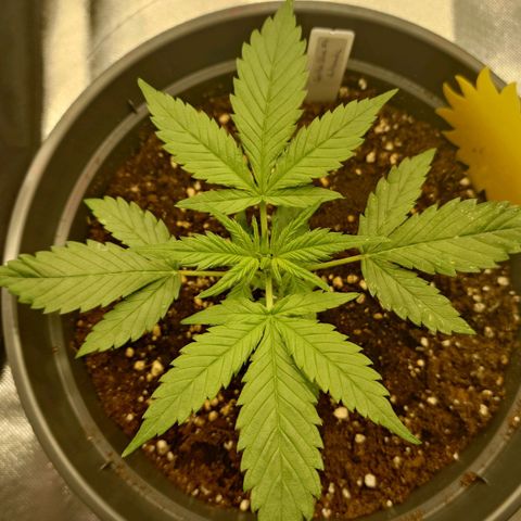 Gorilla Glue Auto growlog timeline photo