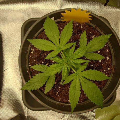 Gorilla Glue Auto growlog timeline photo
