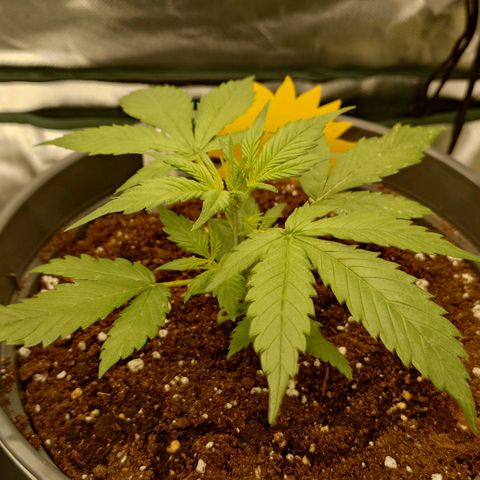 Gorilla Glue Auto growlog timeline photo