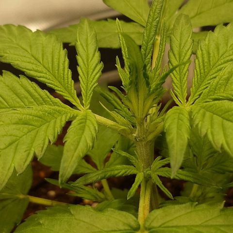 Gorilla Glue Auto growlog timeline photo