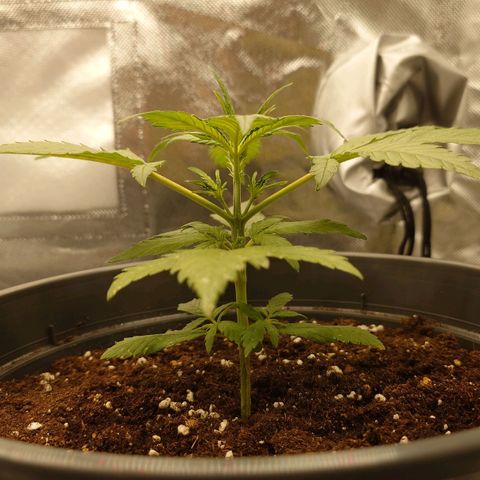 Gorilla Glue Auto growlog timeline photo