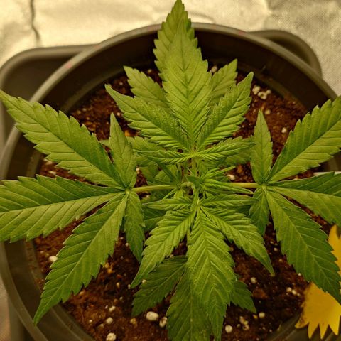 Gorilla Glue Auto growlog timeline photo