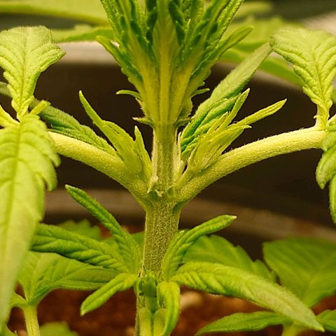 Gorilla Glue Auto growlog photo: Fängt an erste Stempel auszubilden.