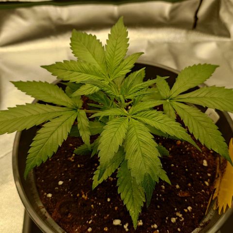 Gorilla Glue Auto growlog timeline photo