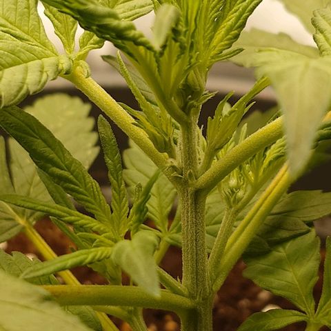 Gorilla Glue Auto growlog timeline photo