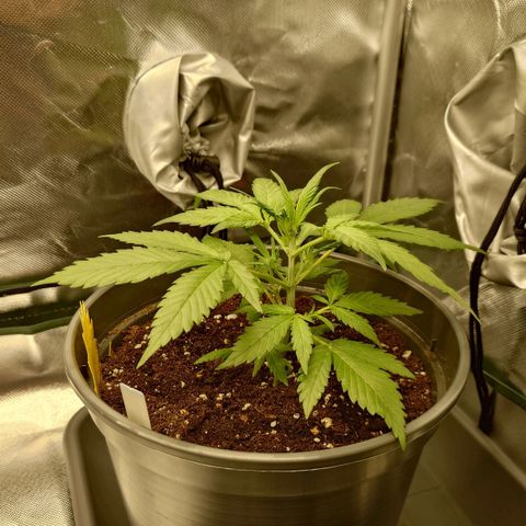 Gorilla Glue Auto growlog timeline photo