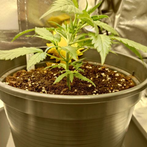 Gorilla Glue Auto growlog photo: Pflanze leicht zur Seite gebogen, um den jungen Trieben mehr Licht zu geben.
Seite mit den neuen Trieben zur Zeltmitte gewandt.