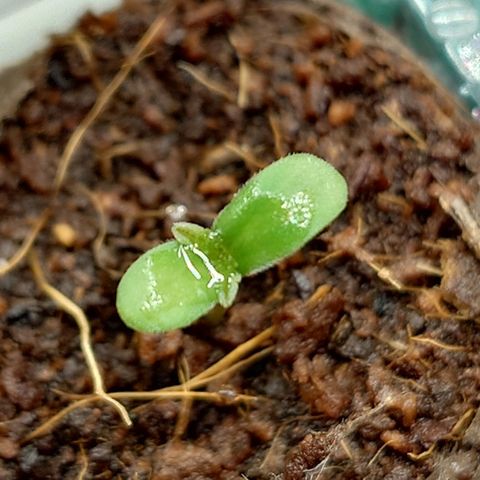 Northern Lights growlog timeline photo