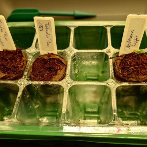 Tatanka Brothers growlog timeline photo