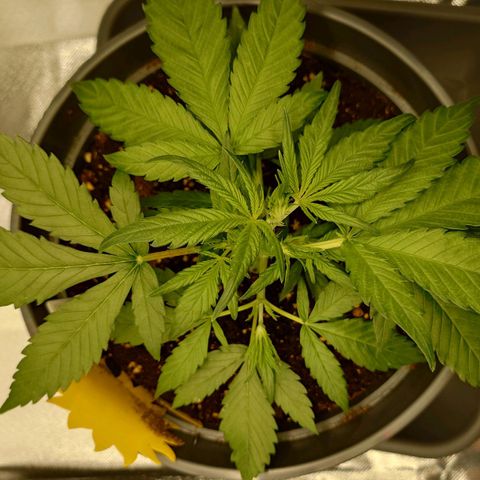 Gorilla Glue Auto growlog photo: Vor dem Low Stress Training.