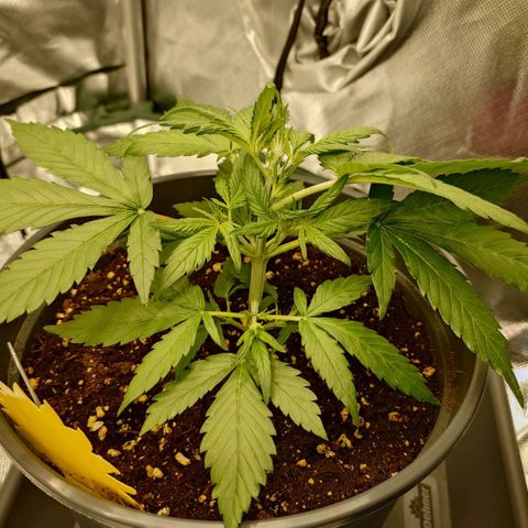 Gorilla Glue Auto growlog photo: Vor dem Low Stress Training.