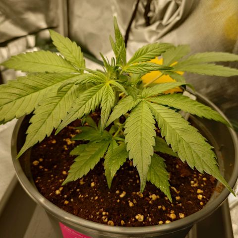 Gorilla Glue Auto growlog photo: Vor dem Low Stress Training.