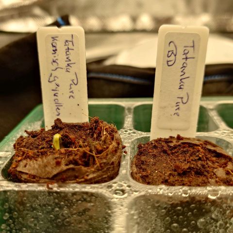Tatanka Brothers growlog timeline photo