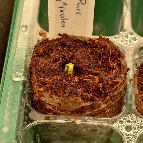 Tatanka Brothers growlog timeline photo