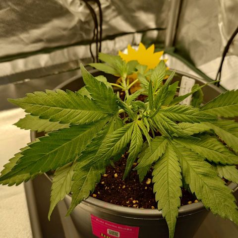 Gorilla Glue Auto growlog timeline photo