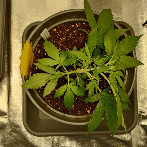 Gorilla Glue Auto growlog timeline photo