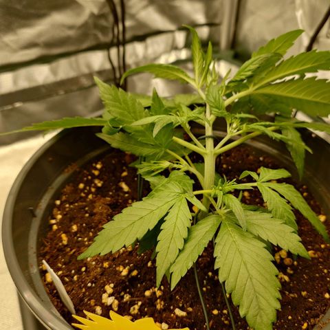 Gorilla Glue Auto growlog timeline photo