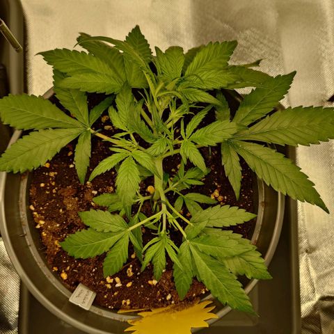 Gorilla Glue Auto growlog photo: Versucht unteren Trieb zur Seite zu biegen, ist abgebrochen. Zugehöriges Blatt auch abgeschnitten.