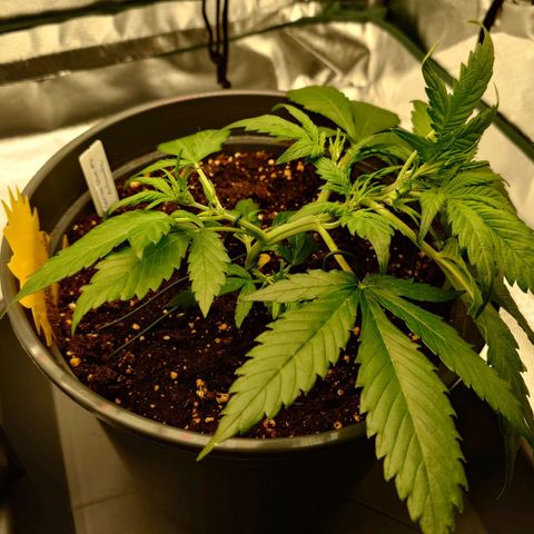 Gorilla Glue Auto growlog photo: Versucht unteren Trieb zur Seite zu biegen, ist abgebrochen. Zugehöriges Blatt auch abgeschnitten.