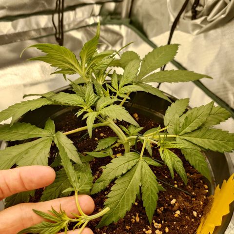 Gorilla Glue Auto growlog photo: Versucht unteren Trieb zur Seite zu biegen, ist abgebrochen. Zugehöriges Blatt auch abgeschnitten.