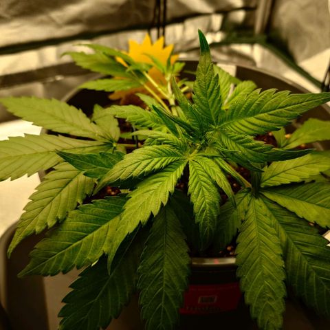 Gorilla Glue Auto growlog photo: Versucht unteren Trieb zur Seite zu biegen, ist abgebrochen. Zugehöriges Blatt auch abgeschnitten.