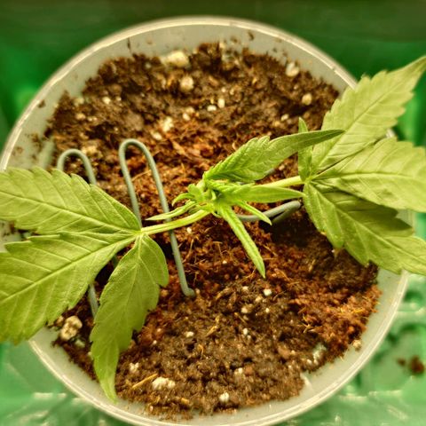 Gorilla Glue Auto growlog photo: Steckling Versuch mit dem gebrochenen Trieb.
- Stamm schräg abgeschnitten 
- Stamm in Root Juice (Biobizz) getaucht
- 100mL Topf mit Light Mix gefüllt, 20 mL Wasser,  1mL Root Juice dazu.
- Kokos Quelltablette ziehen lassen, Tuch entfernt und in den Topf gegeben.
- Mit Zahnstocher Loch für den Stamm gemacht, Pflanze rein und die Kokoserde ein bisschen angedrückt, sodass der Stamm gerade steht.
- die labberigen Blätter mit Gartendraht angehoben, sodass diese nicht am Boden aufliegen.
- In Anzuchtbox gepackt.