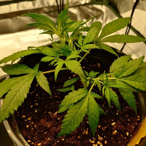 Gorilla Glue Auto growlog timeline photo