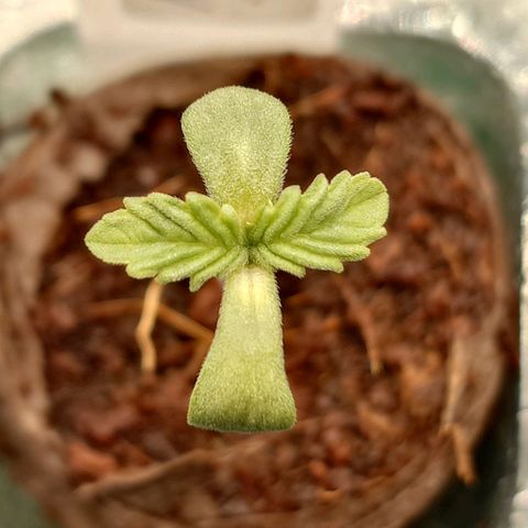 Northern Lights growlog timeline photo