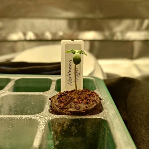 Northern Lights growlog timeline photo