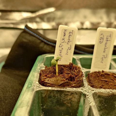 Tatanka Brothers growlog timeline photo
