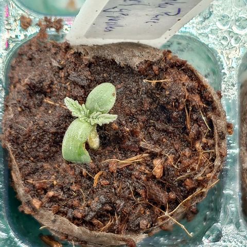 Tatanka Brothers growlog timeline photo