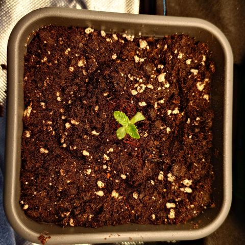 Northern Lights growlog timeline photo