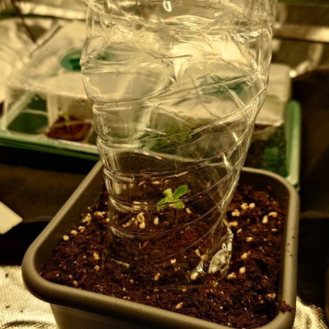 Northern Lights growlog timeline photo