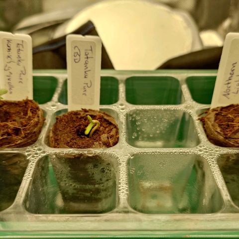 Tatanka Brothers growlog timeline photo