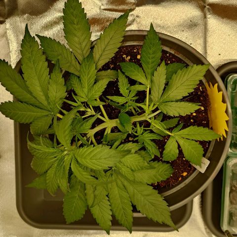 Gorilla Glue Auto growlog timeline photo