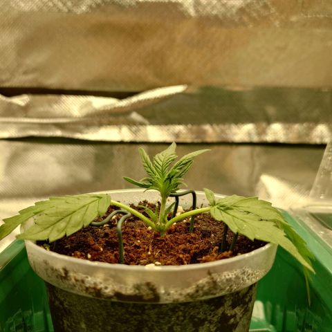 Gorilla Glue Auto growlog timeline photo