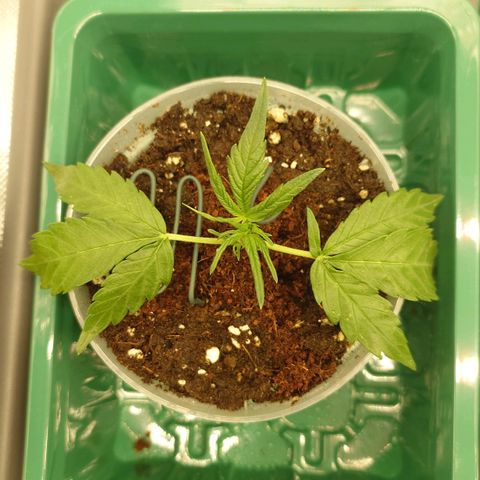 Gorilla Glue Auto growlog timeline photo