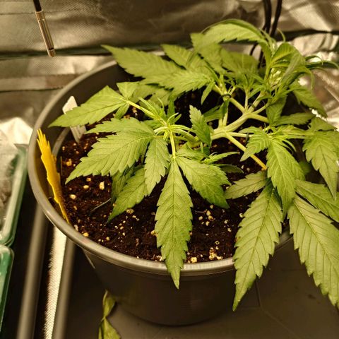 Gorilla Glue Auto growlog timeline photo