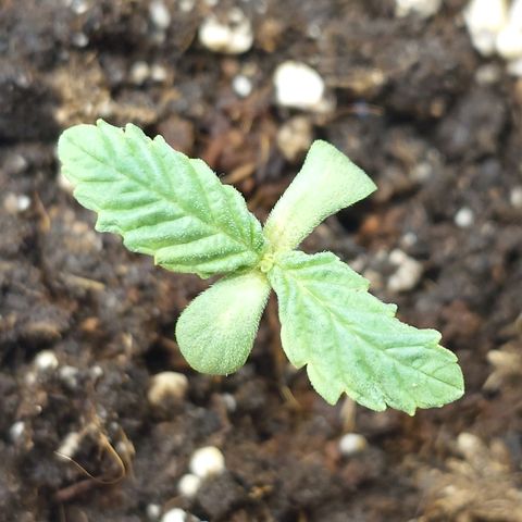 Northern Lights growlog timeline photo