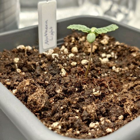 Northern Lights growlog timeline photo