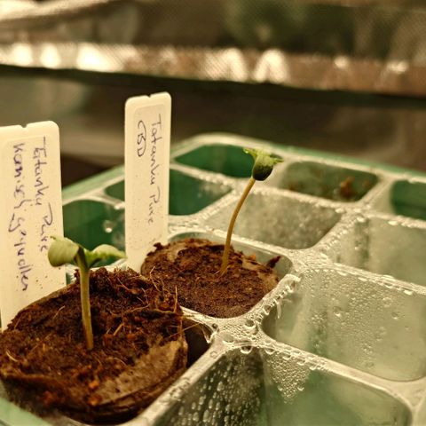 Tatanka Brothers growlog timeline photo