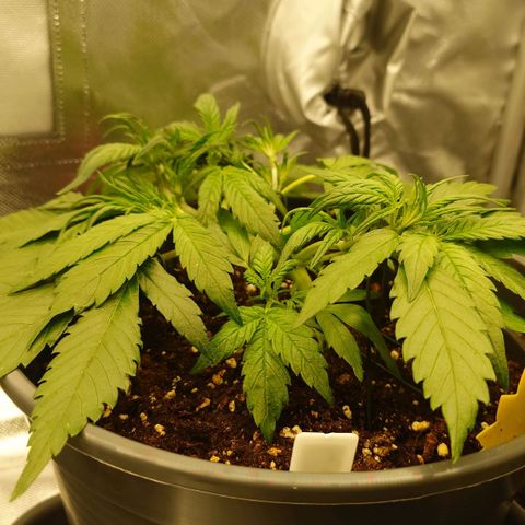 Gorilla Glue Auto growlog timeline photo