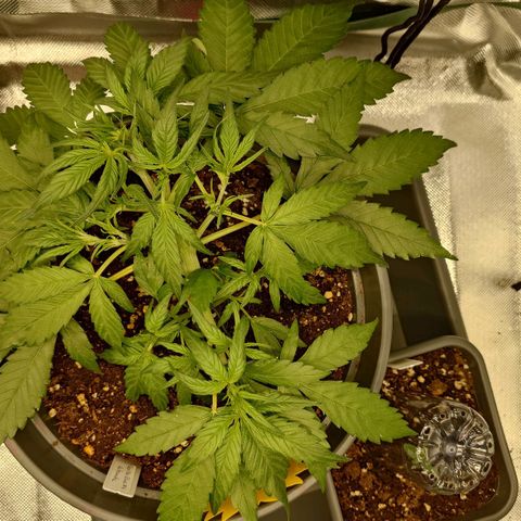 Gorilla Glue Auto growlog timeline photo