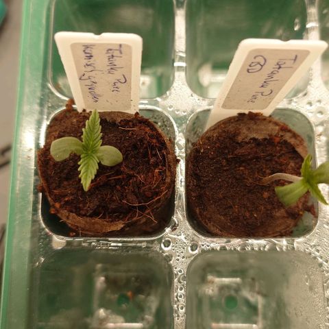 Tatanka Brothers growlog timeline photo