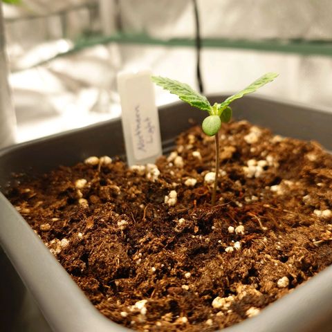 Northern Lights growlog timeline photo