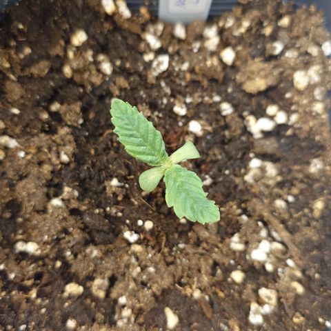Northern Lights growlog timeline photo
